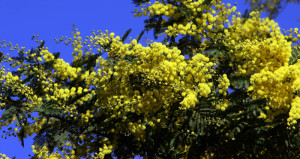 fiore di mimosa per donna