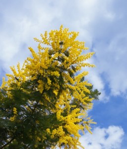 ramo di mimosa