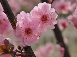 fiore di pesco