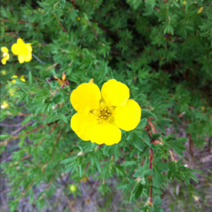 potentilla