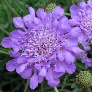 scabiosa