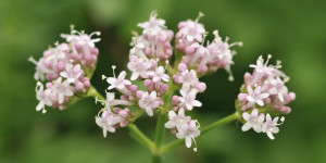 valeriana-ansia