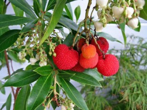 Frutti di bosco