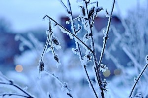 Albero da frutto congelato a causa di una gelata