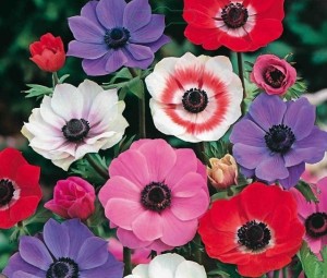 Fiore di anemone bouqet