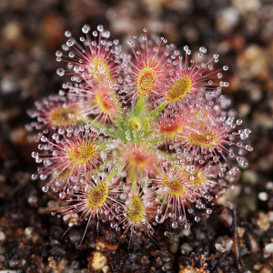 fiore di drosera schiuso