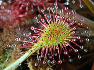 Gocce di mucillagine su drosera