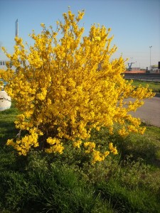 Arbusto giallo di forsizia cielo azzurro come sfondo