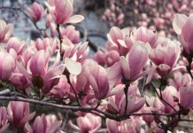 Fiori di magnolia ravvicinati