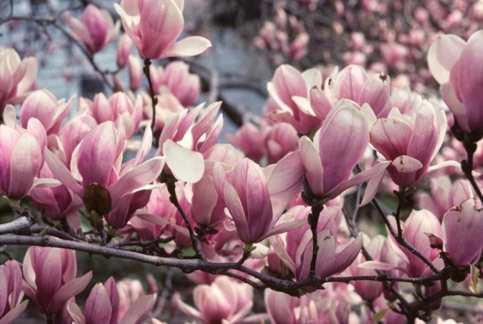 Fiori di magnolia ravvicinati