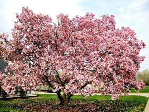 Albero di magnolia in fiore