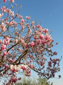 Foto di magnolia scorcio
