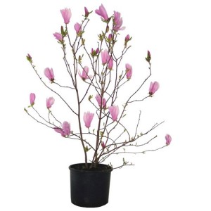 Vaso con magnolia piantata