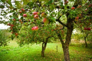 Coltivazione pianta da frutto