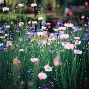 Fiori rosa e azzurri in prato