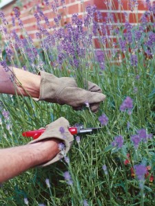 Mano di donna che taglia un ramo di lavanda