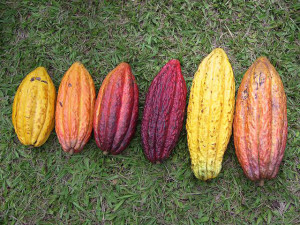 Bacche di cacao trinitario disposte in fila