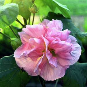 Althea Rosa Fiore