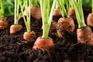 Coltivazione carota