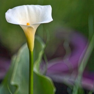 Calla