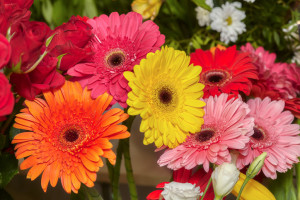Tipologie di gerbere di tutti i colori
