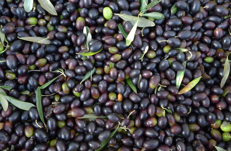 Olive
