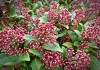 Skimmia Japonica