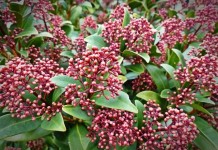 Skimmia Japonica