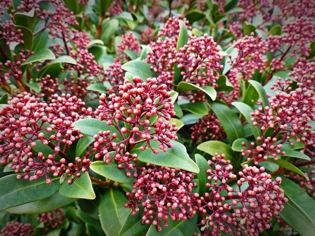Skimmia Japonica