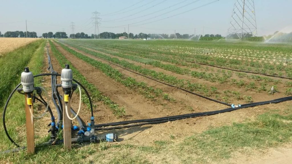 Immagine di campo e applicazione fertirrigazione