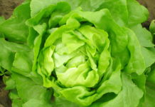 Lattuga - Gardenu4s