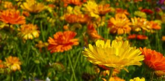 calendula