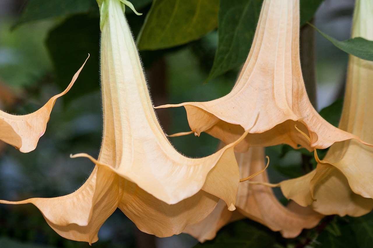 Brugmansia fiore