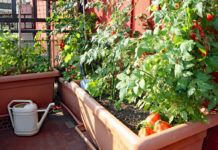 Orto in balcone