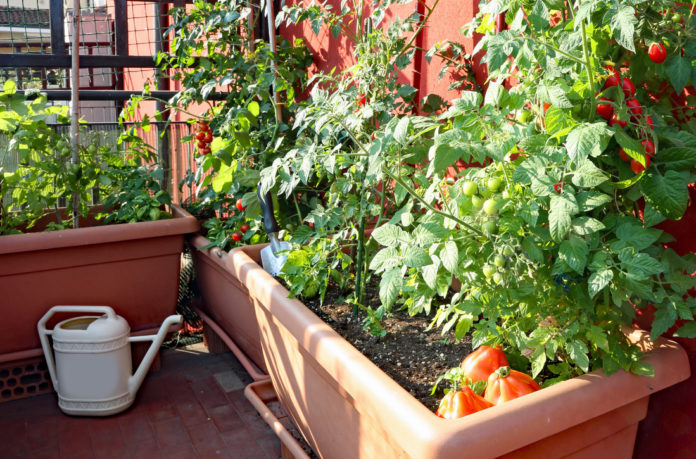 Orto in balcone